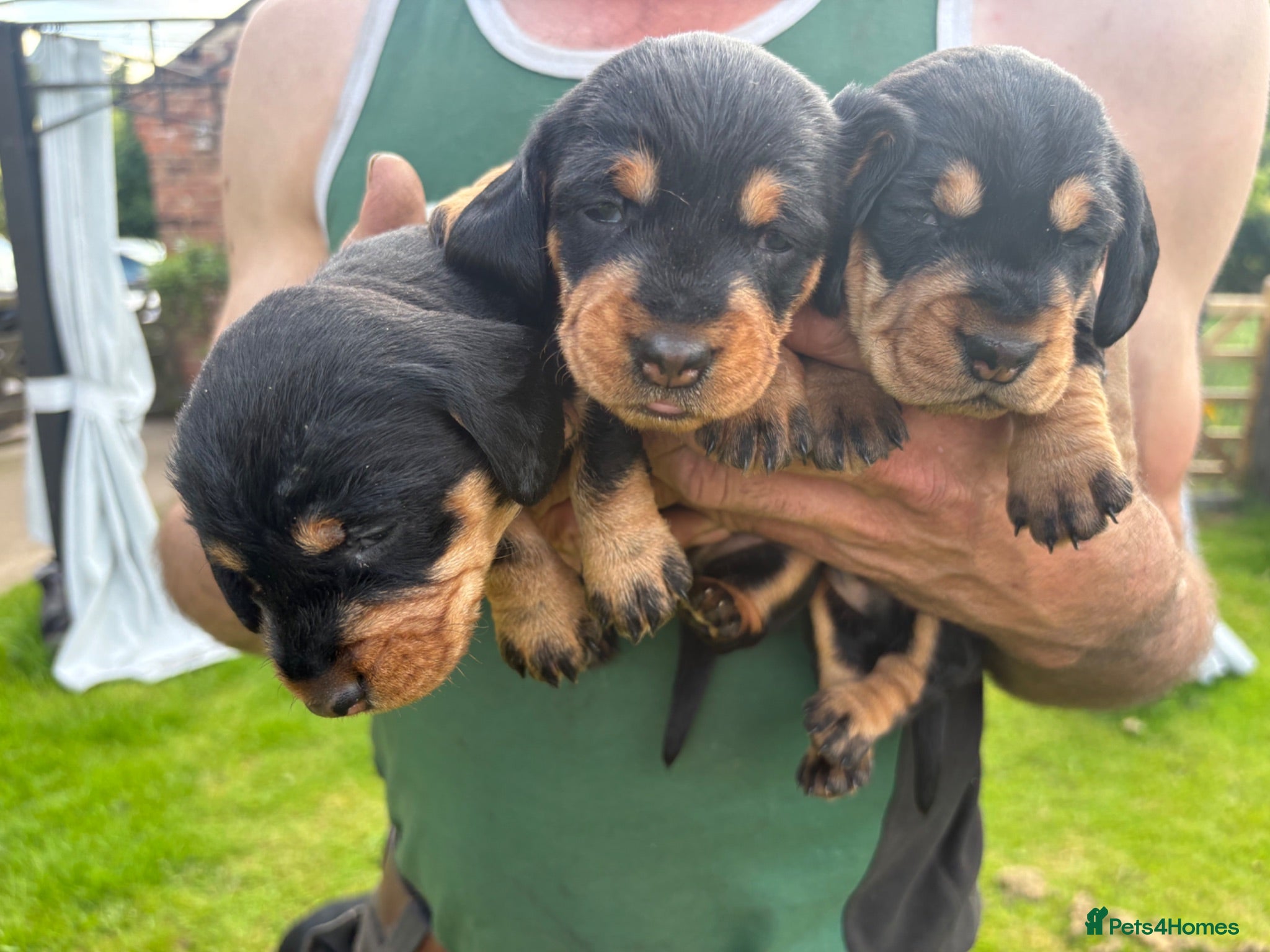 Dachshund dogs KC Registered Teckel puppies - Advert 2