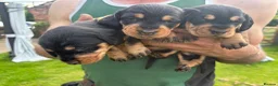 Dachshund dogs for sale: KC Registered wirehaired dachshund teckel puppies - Advert 2