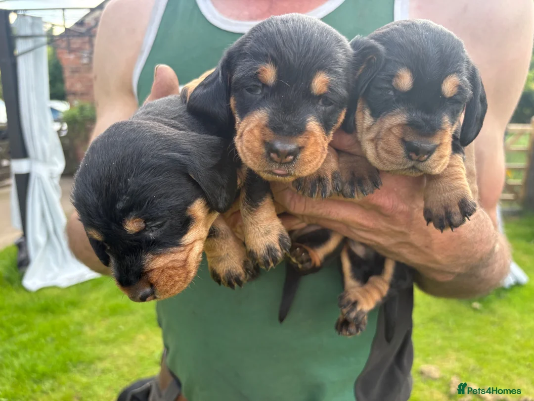 Dachshund dogs for sale: KC Registered wirehaired dachshund teckel puppies - Advert 2