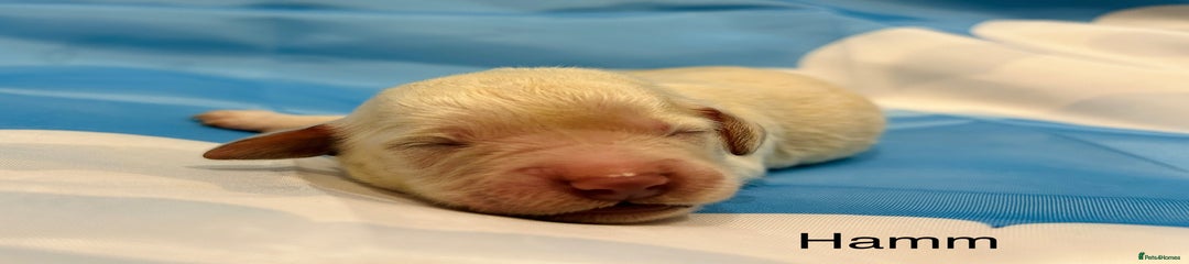 Hamm