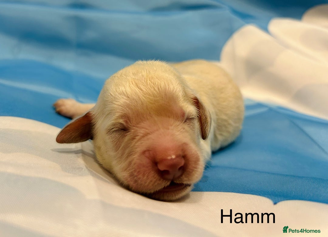 Double Doodle dogs for sale: Double doodle litter born 24/07/25 - Image 17