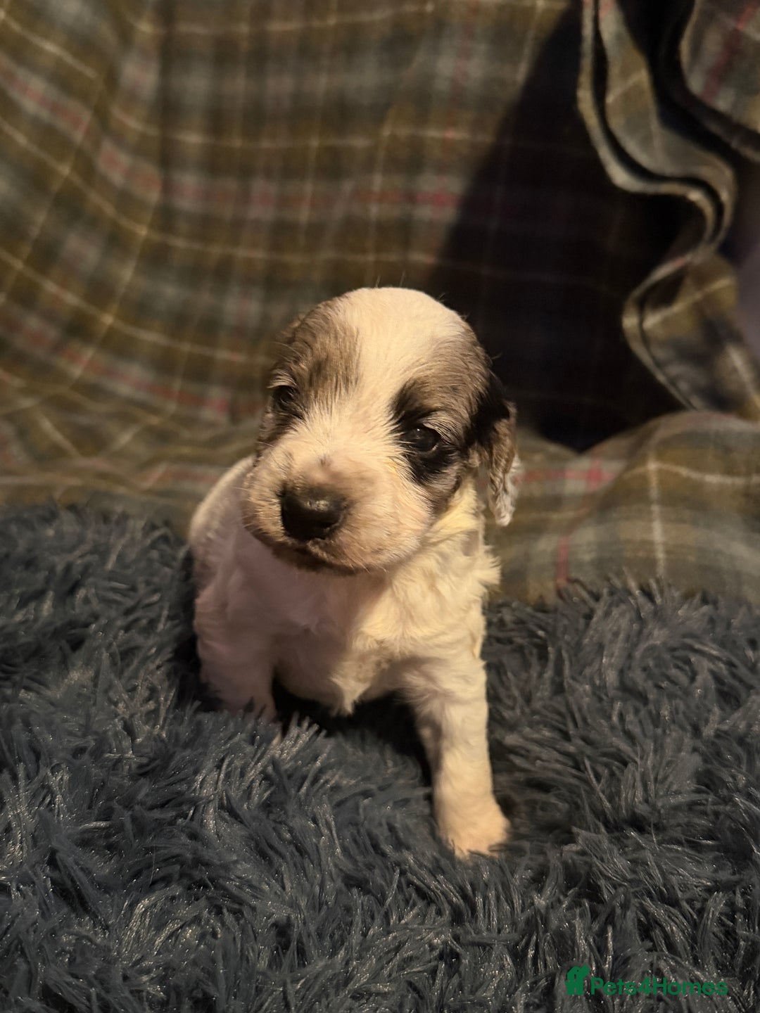 Cocker Spaniel dogs for sale: Cocker Spaniel Merle Puppies  - Advert 5