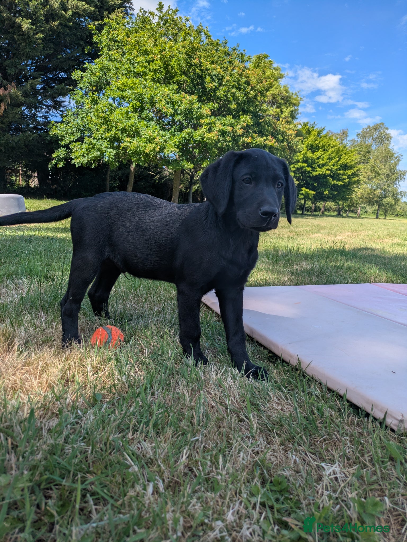 Labrador Retriever dogs Family or working  pet KC Black Labrador Pups - Advert 7