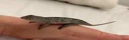 Chameleon reptiles for sale: Blue Ambanja Panther Chameleons  - Advert 5