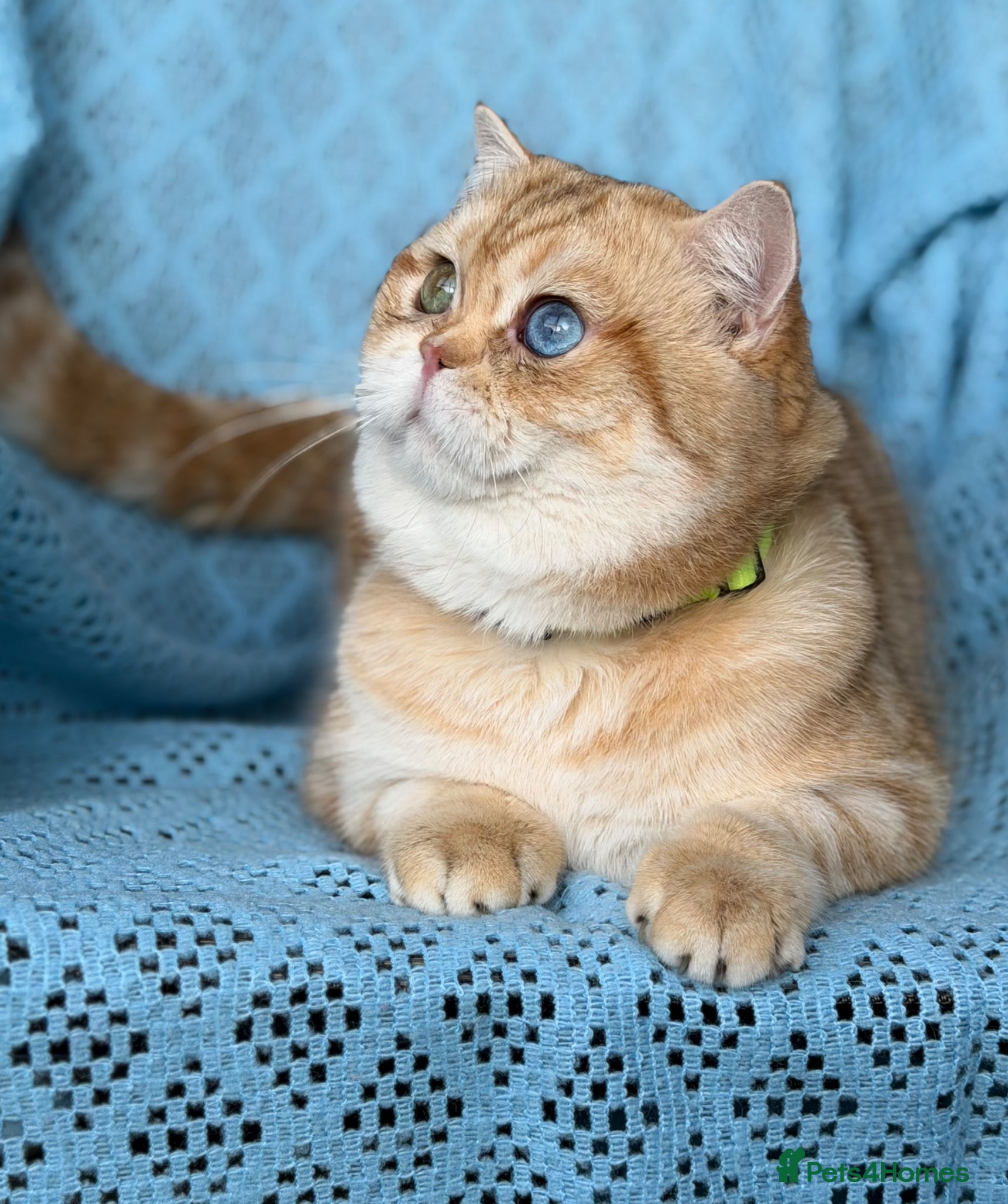 British Shorthair cats for sale: British shorthair golden adorable kitten GCCF  - Advert 24