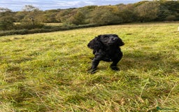 Cocker Spaniel dogs for stud: Proven Working Cocker Spaniel Stud  in Swansea - Image 6