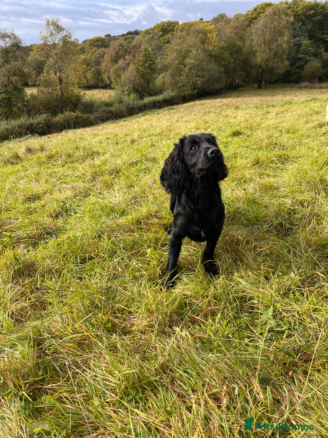 Cocker Spaniel dogs for stud: Proven Working Cocker Spaniel Stud  in Swansea - Image 6