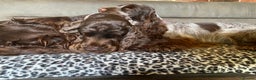Cocker Spaniel dogs for sale: Lovely show Cocker spaniel puppies 🐶  - Advert 17