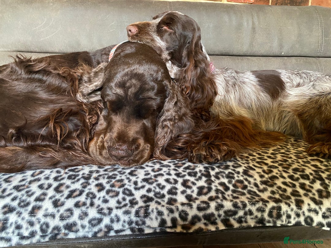 Cocker Spaniel dogs for sale: Lovely show Cocker spaniel puppies 🐶  - Advert 17