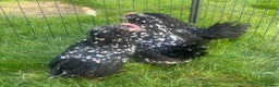 Chickens poultry for sale: Barbu D’uccles chickens - Advert 2