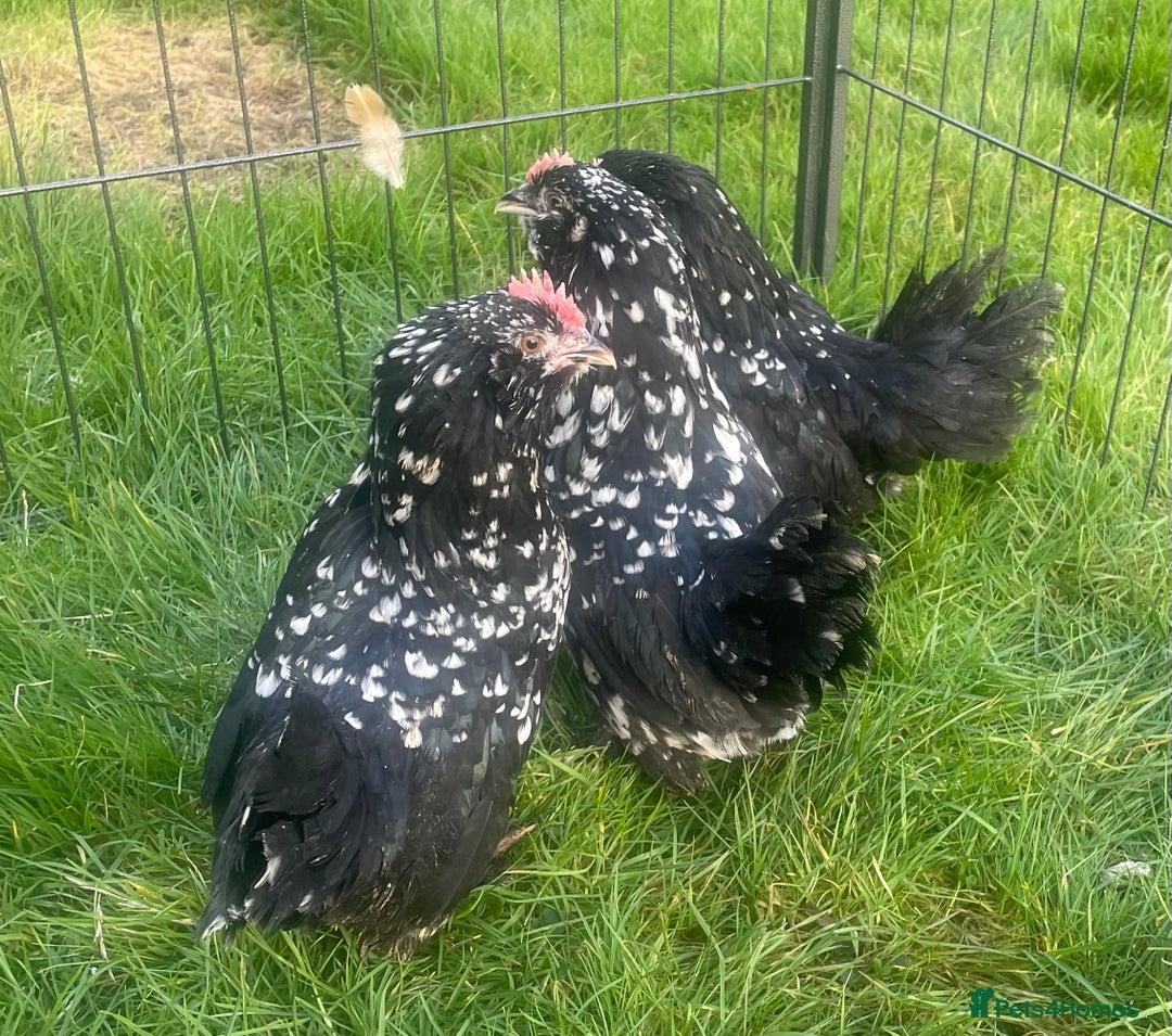 Chickens poultry for sale: Barbu D’uccles chickens - Advert 2