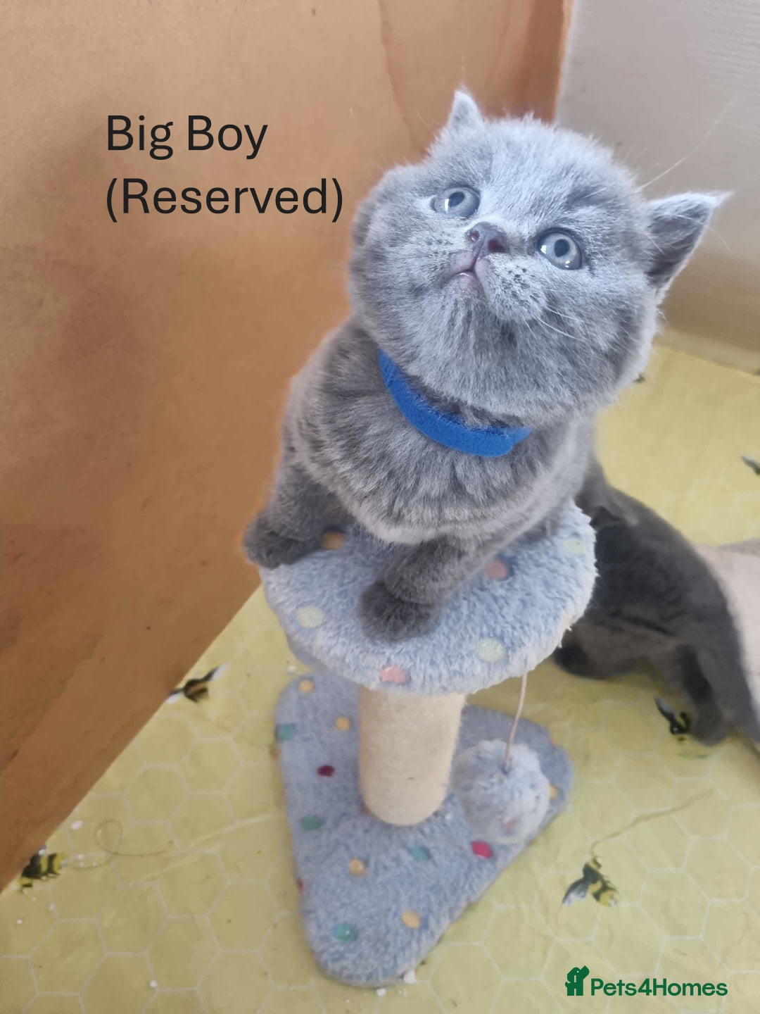 Brazilian Shorthair cats for sale: 🐾Beautiful British Shorthair Kittens 🐾 - Image 15