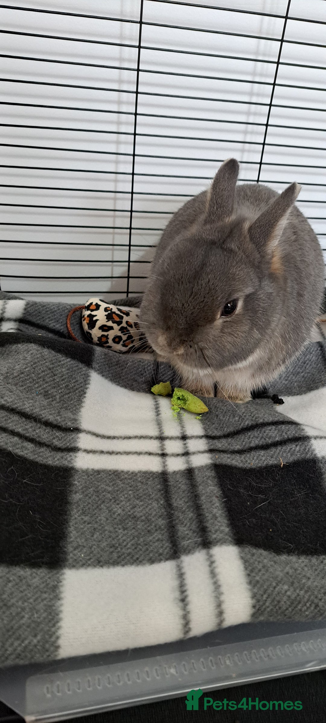 Netherland Dwarf rabbits for sale: netherland dwarf rabbit  - Image 1