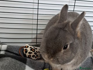 Netherland Dwarf rabbits - Advert 6