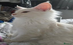 Maine Coon cats for sale: MAINE COON TICA REGISTERED KITTENS READY NOW  - Image 17
