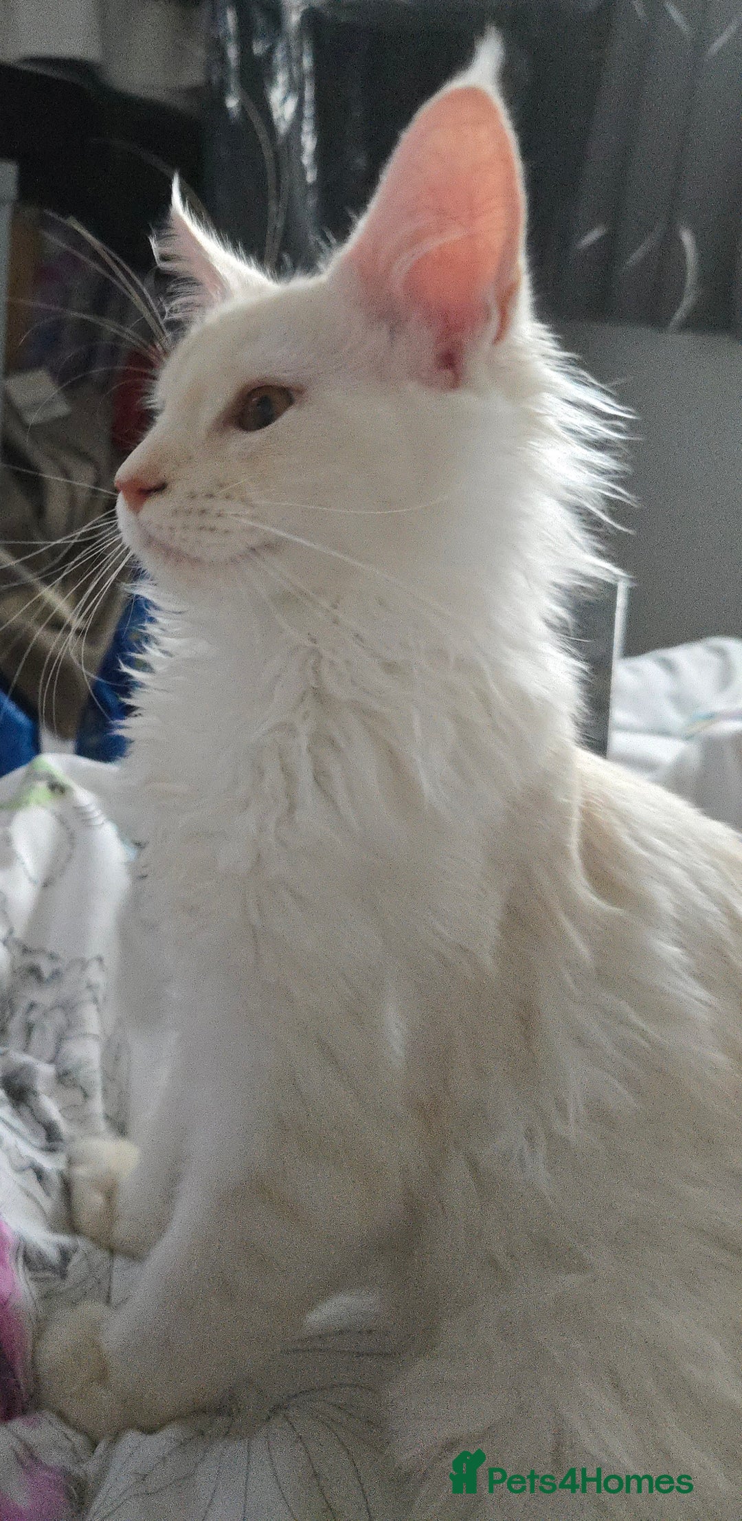 Maine Coon cats for sale: MAINE COON TICA REGISTERED KITTENS READY NOW  - Image 17
