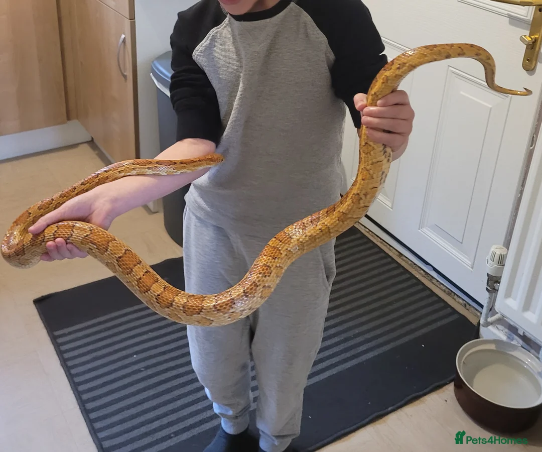 Corn Snake reptiles for sale: Corn snake and complete set up - Advert 3