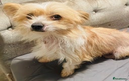 Mixed Breed dogs for sale: Beautiful girl seeking new home.  - Advert 2