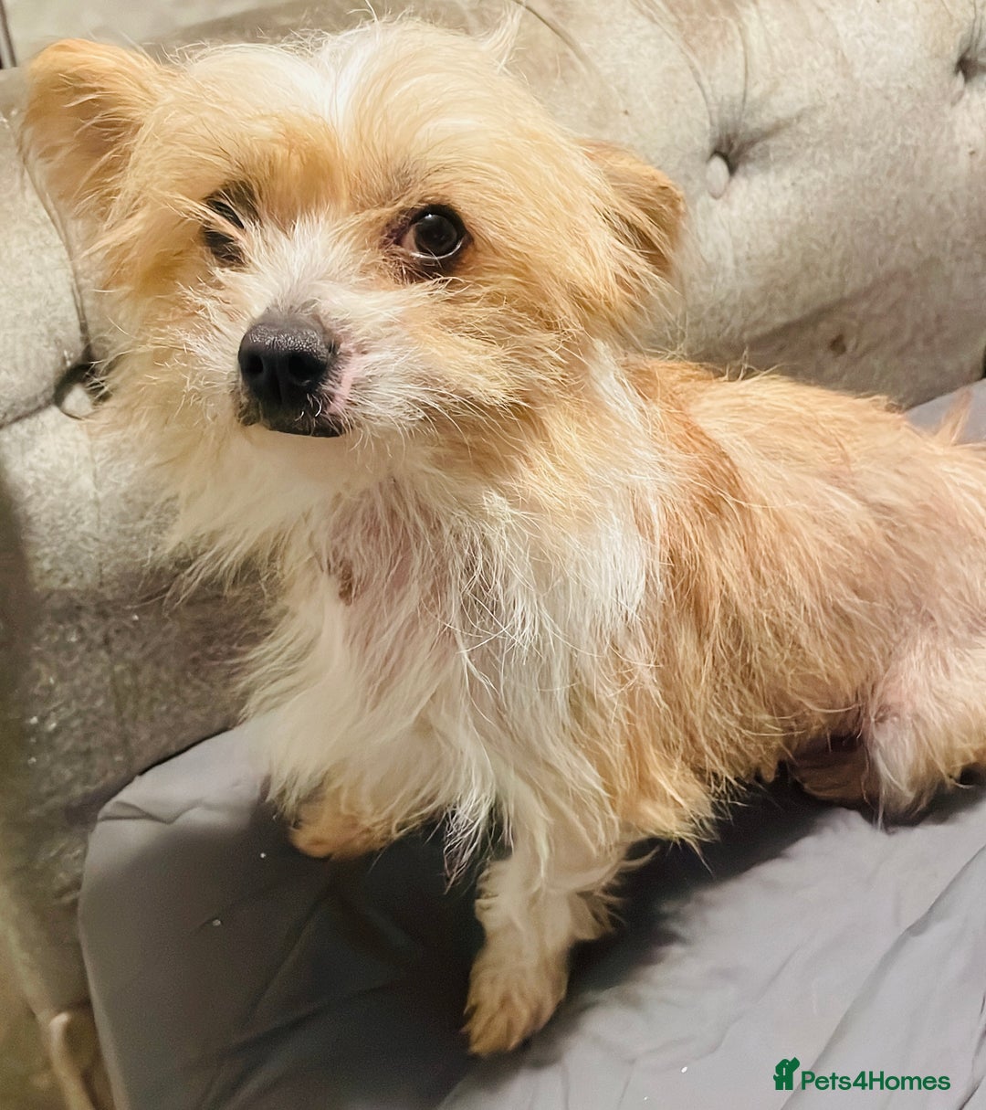 Mixed Breed dogs for sale: Beautiful girl seeking new home.  - Advert 2