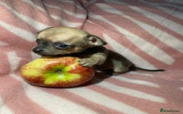 Chihuahua dogs for sale: 2 chihuahua girl puppies  - Advert 2