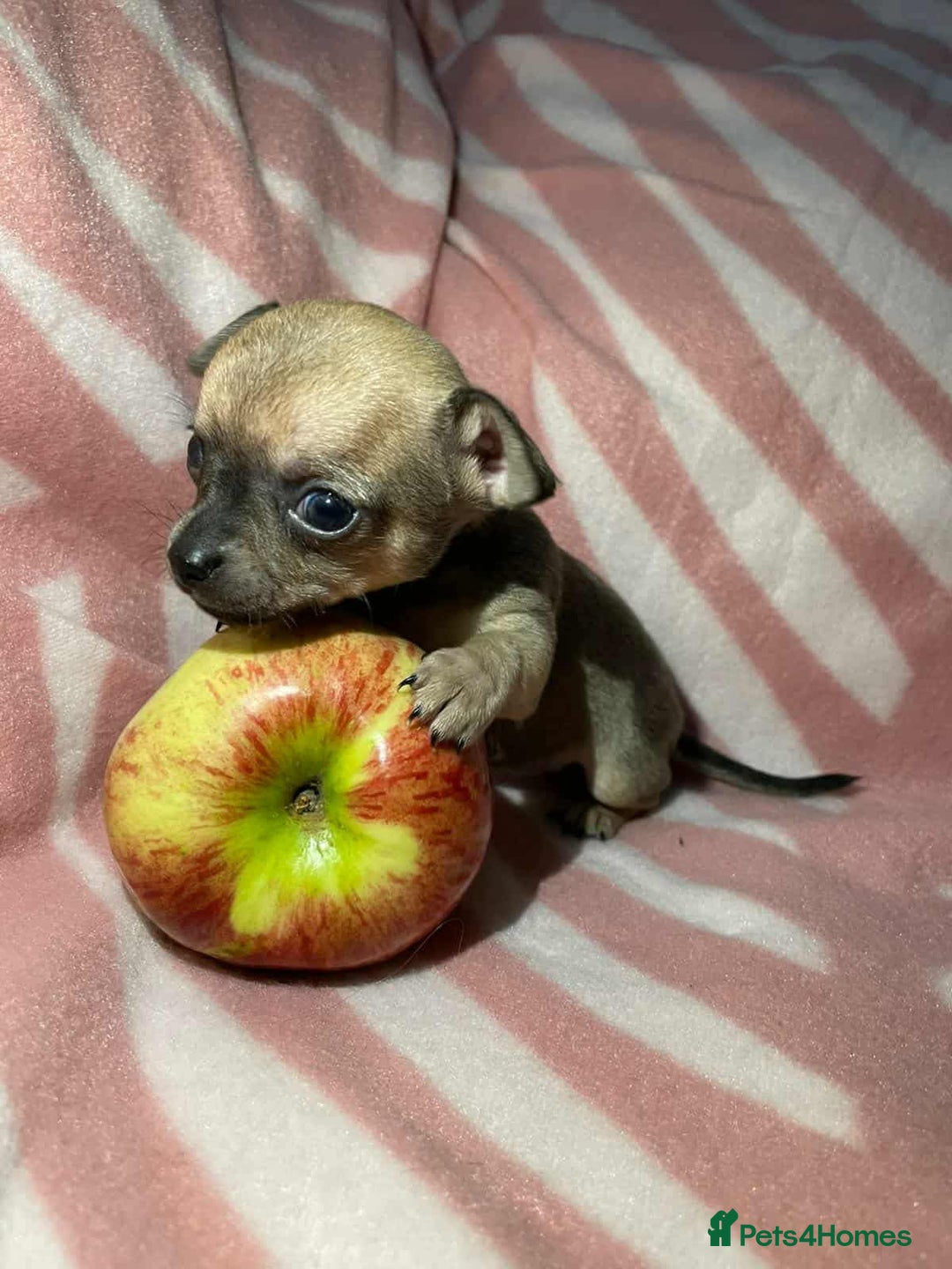 Chihuahua dogs for sale: 2 chihuahua girl puppies  - Advert 2