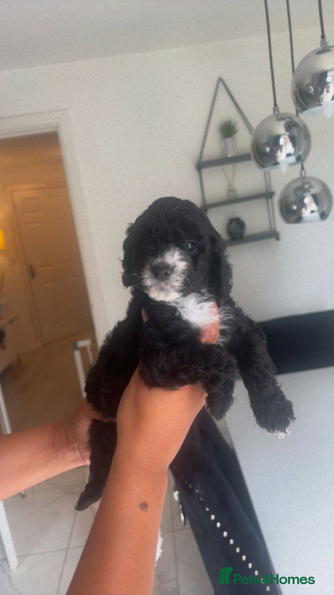Cockapoo dogs for sale: Last female cockapoo puppy left  - Image 1