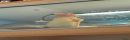 Bearded Dragon reptiles for sale: 10 month old female bearded dragon  in Pembroke Dock - Advert 6