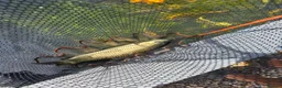 Pond Fish fish for sale: X2 grass carp & 1 common carp in Nottingham - Advert 3