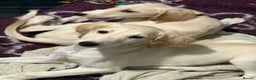 Saluki dogs for sale: Saluki 2 big boys left reduced £ - Advert 10