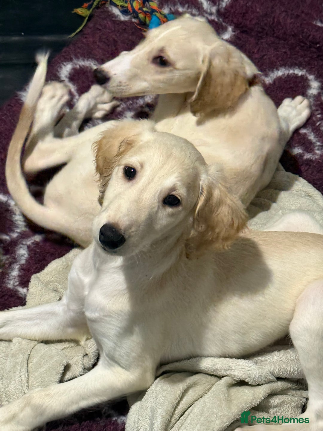 Saluki dogs for sale: Saluki 2 big boys left reduced £ - Advert 10