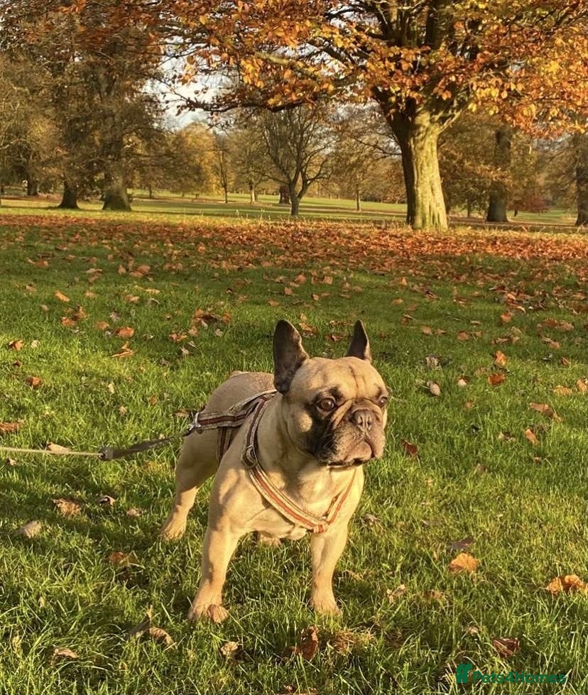 French Bulldog dogs Logie French bull dog  - Advert 1