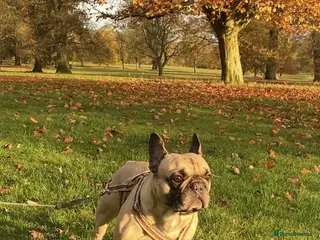 French Bulldog dogs Logie French bull dog - Advert 1