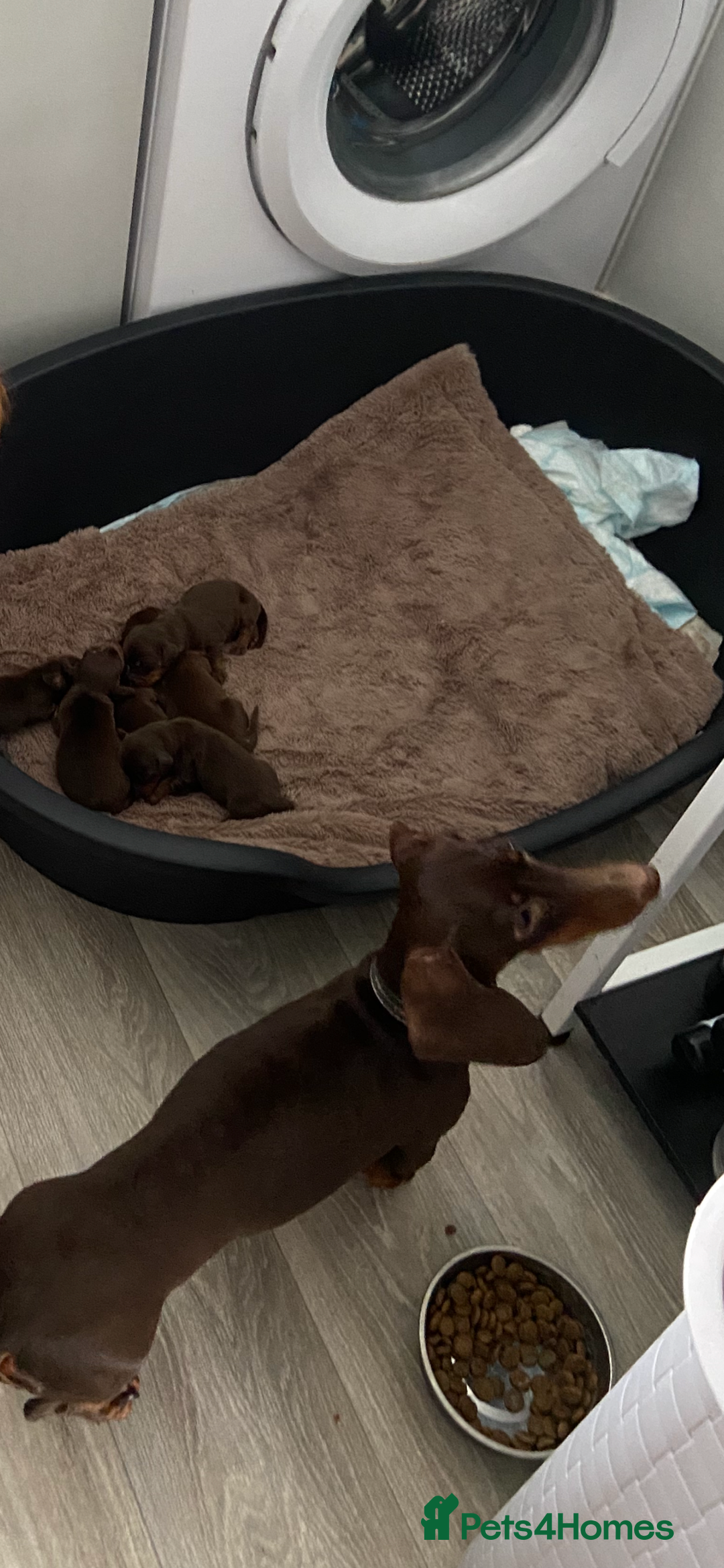 Miniature Dachshund dogs for sale: 🌻Miniature dachshund puppies 🌻 - Image 12