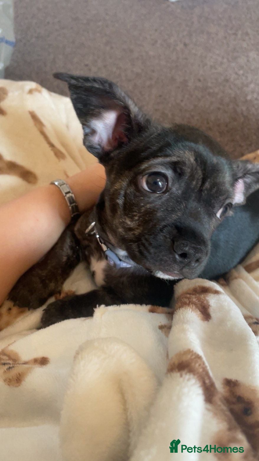 Mixed Breed dogs French x chiweenie in Newcastle upon Tyne - Advert 1