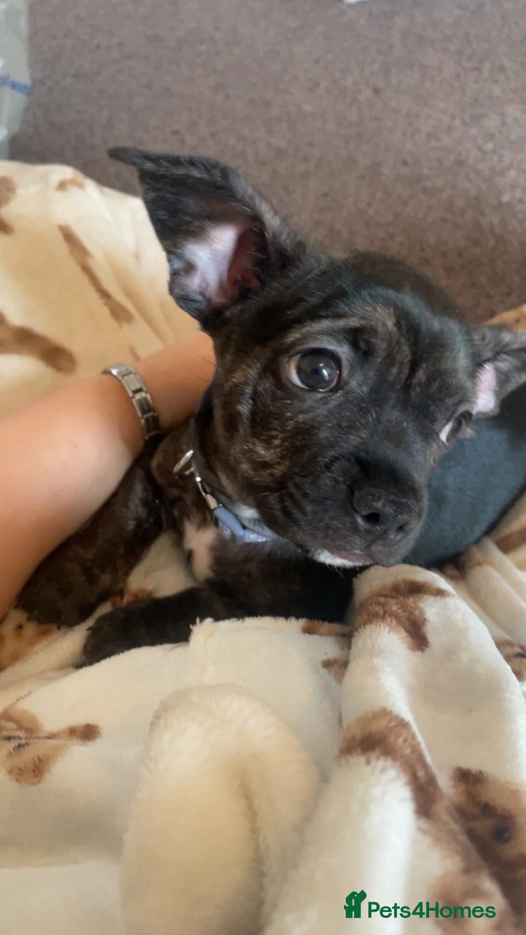 Mixed Breed dogs for sale: French x chiweenie in Newcastle upon Tyne - Advert 1