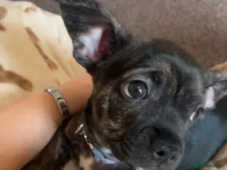 Mixed Breed dogs French x chiweenie in Newcastle upon Tyne - Advert 1