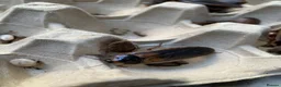 Cockroaches invertebrates for sale: Dubia Roaches, All Sizes, Excellent Feeder Insects in Bridport - Advert 2