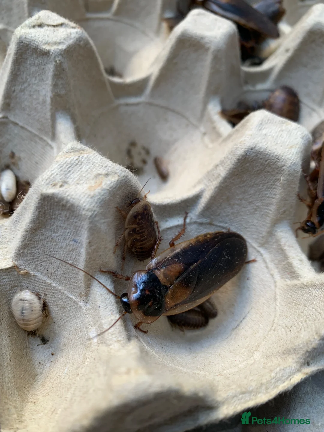 Cockroaches invertebrates for sale: Dubia Roaches, All Sizes, Excellent Feeder Insects in Bridport - Advert 2