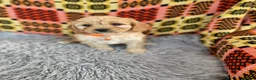 Cavachon dogs for sale: Cavapoochon boys and girls - Advert 3