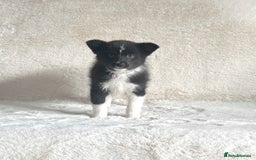 Pomsky dogs for sale: Adorable small f3 Pomsky puppies for sale  - Image 17