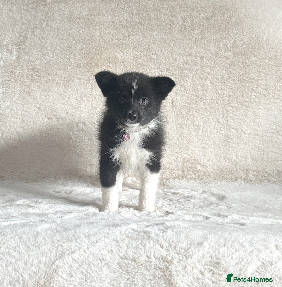 Pomsky dogs for sale: Adorable small f3 Pomsky puppies for sale  - Image 17
