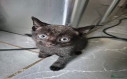 Mixed Breed cats for sale: Mixed Breed Kittens For Sale  - Image 4