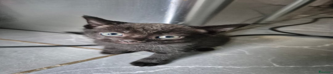 Mixed Breed Kitten 5
