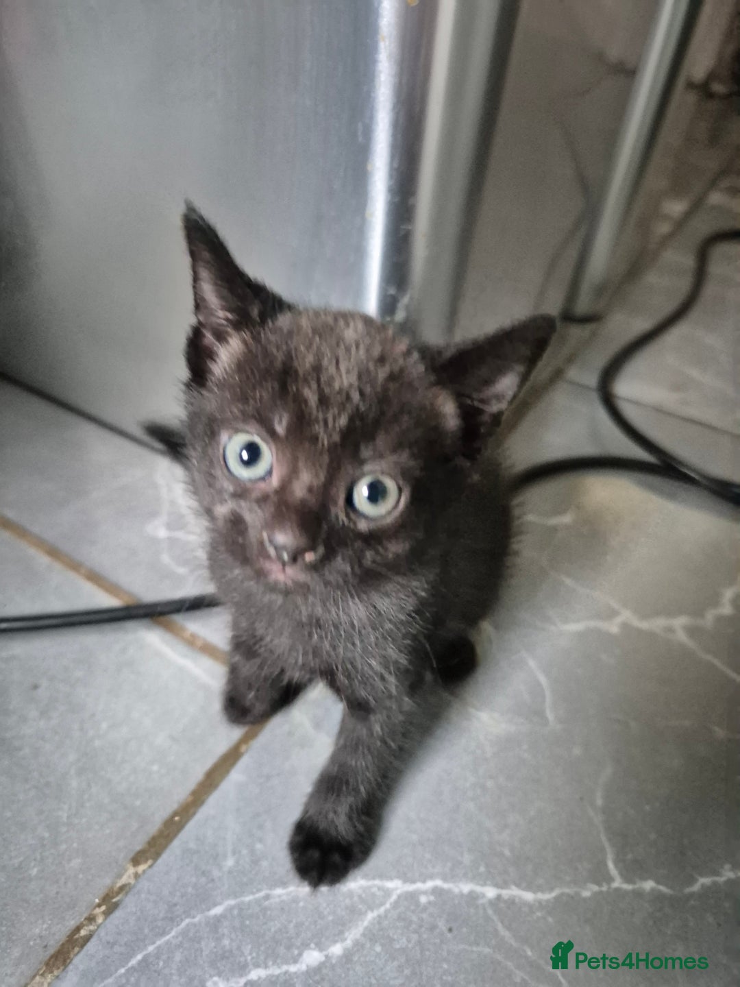 Mixed Breed cats for sale: Mixed Breed Kittens For Sale  - Image 4