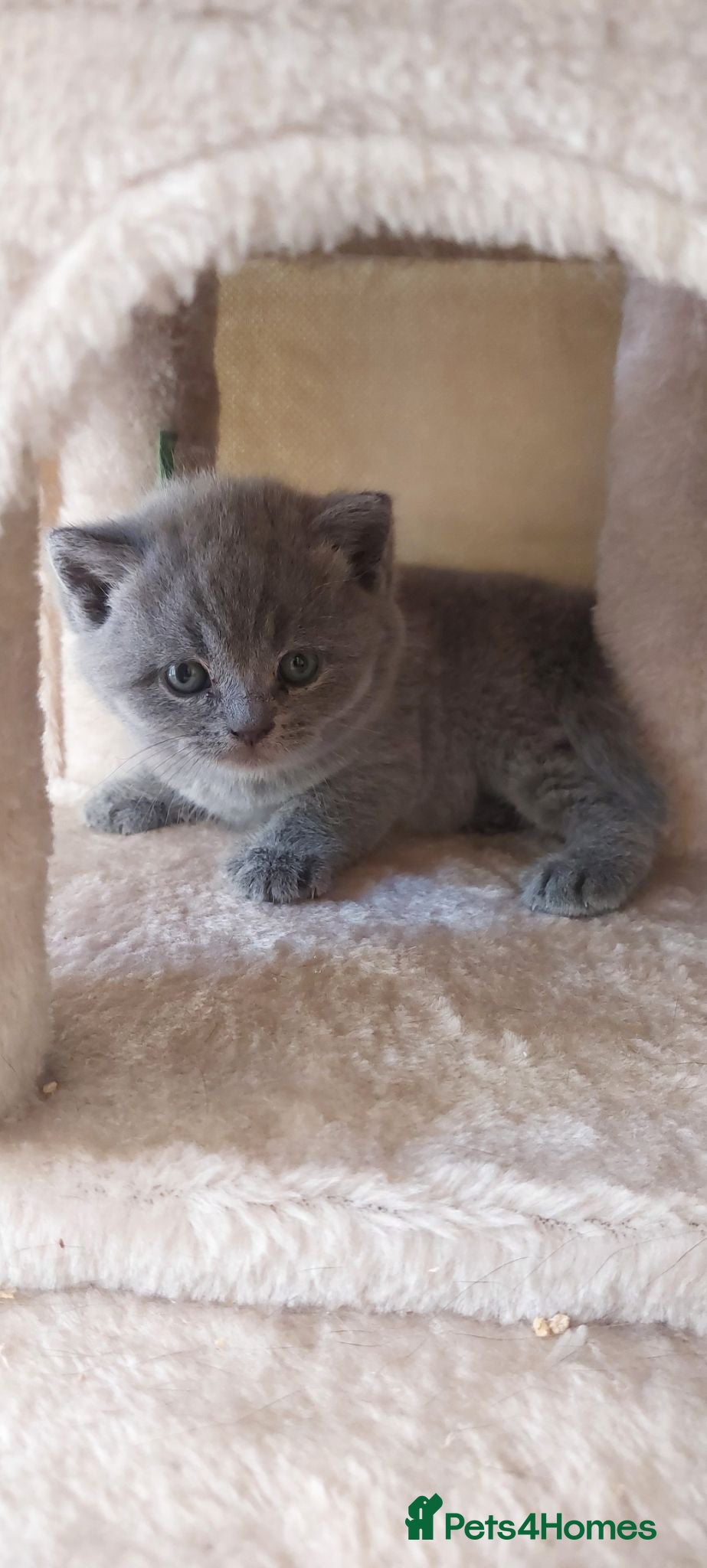 British Shorthair cats Pure Blue British Shorthair Kittens  - Advert 6