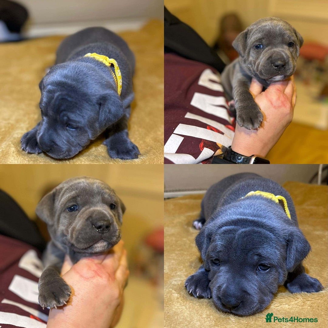 Staffordshire Bull Terrier dogs for sale: Blue Staffordshire bull terrier’s  - Advert 21