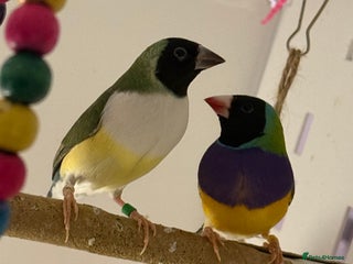 Finches birds - Advert 2