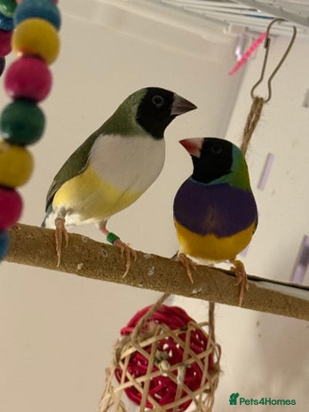 Finches birds - Advert 1