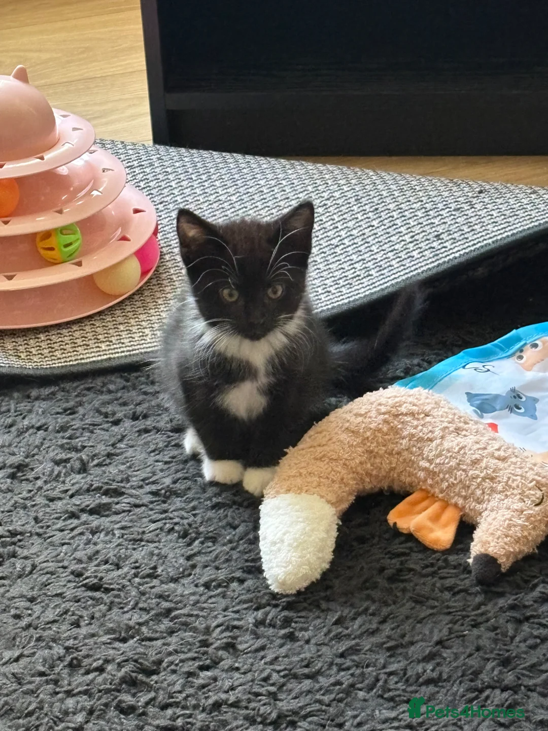 Mixed Breed cats for sale: Binksy and Bobo - Advert 2