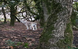 Saarloos Wolfdog dogs for sale: Wolfdog puppies. 1 boy, 2 girls available  in Wigan - Image 3